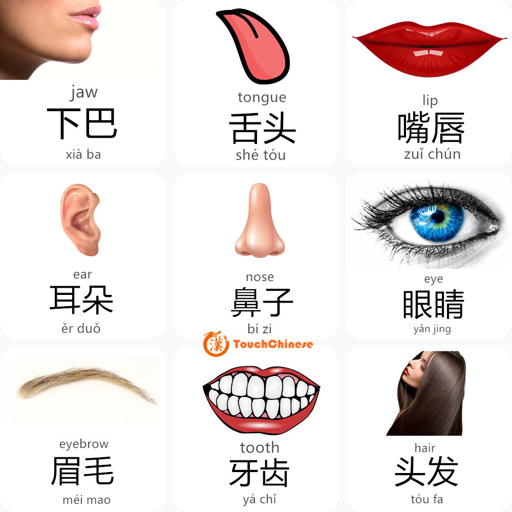 MANDARIN CHINESE WORDS LIST - ORGANS - TouchChinese